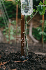 Drip irrigation of growing vegetables for poor