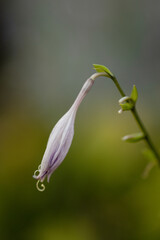 Purple flowers, bluebells in the garden