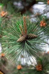 Beautiful cones on pine branch close up....
