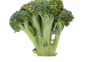 Head of broccoli on white background....