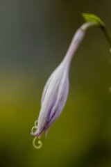 Purple flowers, bluebells in the garden