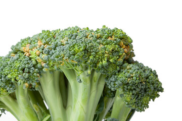 Head of broccoli on white background.... - Powered by Adobe