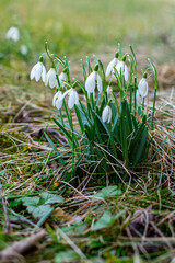 Large bush of white snowdrops among green grass