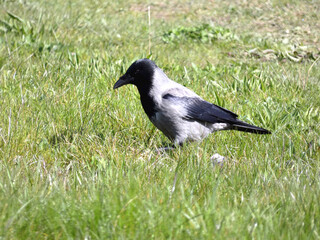 Crow on the grass