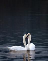 white swans showing complicity with dark tones background
