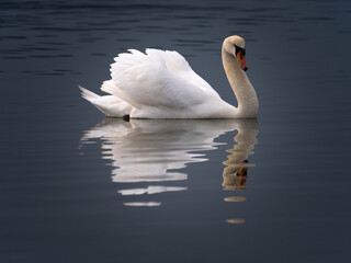 white swan with reflections in the water with dark tones background