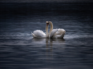 white swans showing complicity with dark tones background - 749551759