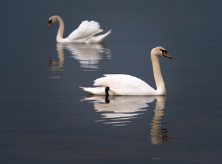 white swans with reflections in the water with dark tones background