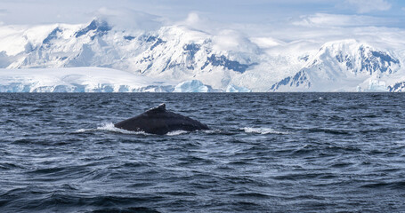 humpback whale in antarctica