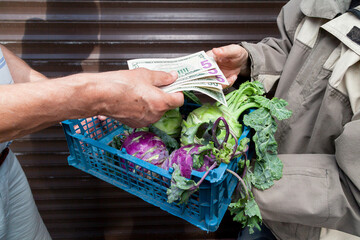 Buying kohlrabi cabbage for cash dollars....