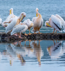 pelicans on the water