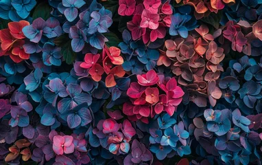 Badkamer foto achterwand Vibrant Hydrangea Blossoms: Colorful Floral Background © Mike