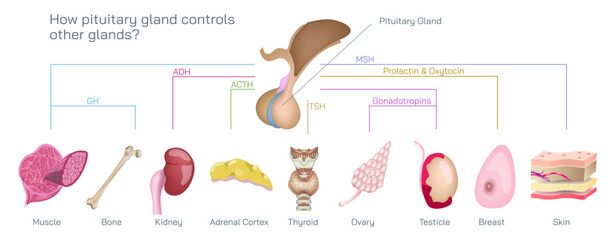 What is Stress response system vector illustration. A stressful situation occurs in the brain and hormones that produce physiological changes in the body. Endocrine system. Master pituitary gland.
