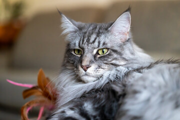 A purebred Maine Coon cat rests calmly. Its silvery fur glistens, green eyes sparkling in the...