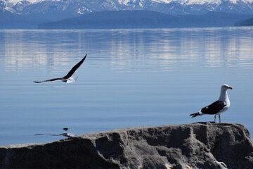 A bird is flying over a large body of water