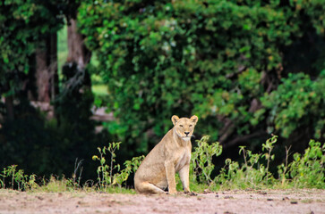 A watchful Lioness looks for prey and dangers at the Amboseli National Park, Kenya