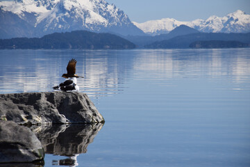 Solitary Seagull Enjoys Tranquil Mountain Lake Vista from Rocky Perch