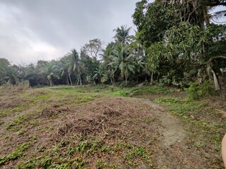 Obraz premium rice field in island