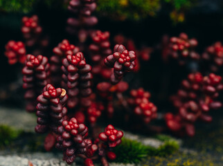 Purple succulent plants. Sedum brevifolium.