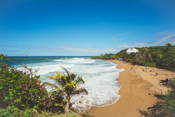beach with palm trees