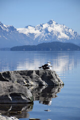 Avian Serenity: Seagull Resting on Rocky Shoreline Near Snowy Alpine Lake