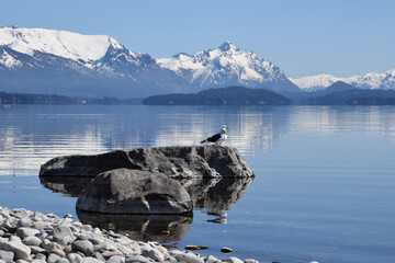 Seagull Perched on a Rocky Outcrop by a Serene Alpine Lake with Snow-Capped Mountains