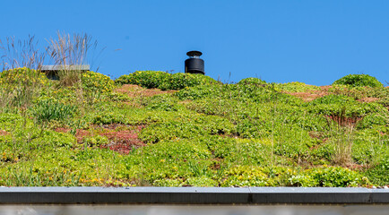 Modern green roof with various colorful plants and grasses for climate adaptation and urban greening