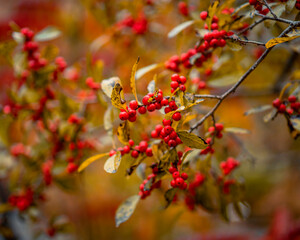 red berries in autumn