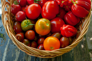Colorful tomatoes in a basket, natural and ecologically refined