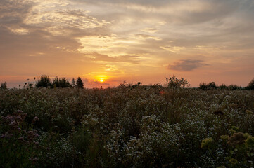 Beautiful sunset over a blooming field near the highway