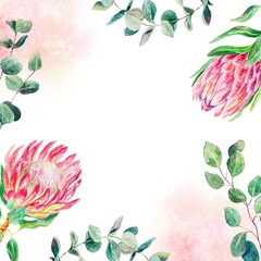 Protea watercolor frame, square. Hand drawn pink flowers, eucalyptus branches, spots isolated on white background. Cards, wedding invitations, labels.