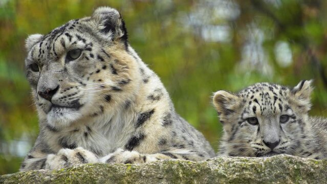 Close up of a baby and mother snow leopard resting on a rock with view from below.
