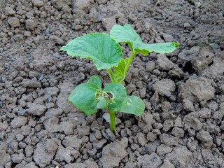 Small green cucumber plant seedling growing in the soil in the garden.