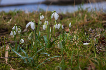 Snowdrop - Galanthus nivalis first spring flower. White flower with green leaves.