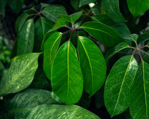 close up of leaves