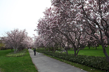 Fototapeta na wymiar Magnolia trees in the garden - Upper Niagara fall - Ontario - Canada