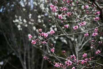 Hana peach (Prunus persica) flowers. Rosaceae deciduous shrub. Flowering period is from March to April.