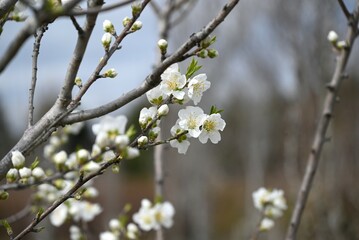 Hana peach (Prunus persica) flowers. Rosaceae deciduous shrub. Flowering period is from March to April.