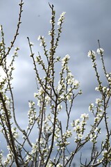 Hana peach (Prunus persica) flowers. Rosaceae deciduous shrub. Flowering period is from March to April.