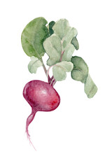 radish 1