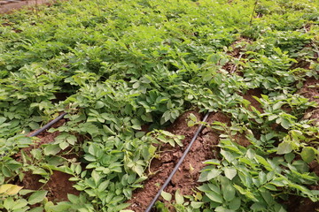 Growing Potatoes in Green house with Drip Irrigation System.