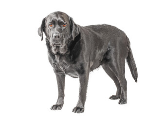 Portrait of an adult black labrador retriever. Dog stands isolated.