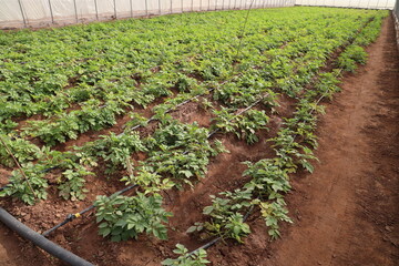 Growing Potatoes in Green house with Drip Irrigation System.