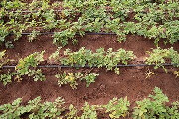 Growing Potatoes in Green house with Drip Irrigation System.