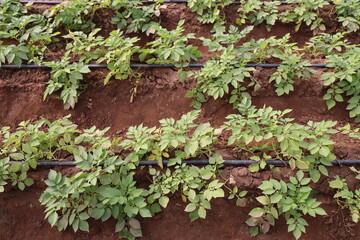 Growing Potatoes in Green house with Drip Irrigation System.