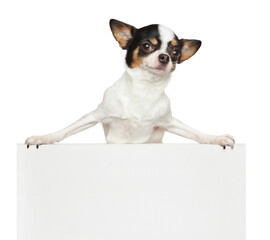 Chihuahua above banner - 749571504