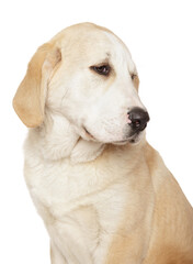 Close-up of a dog sitting on a white background - 749571521