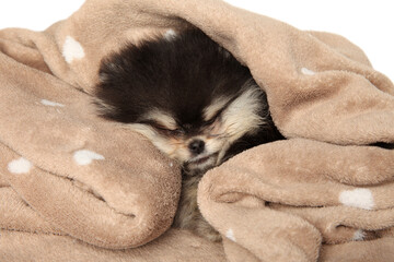 Pomeranian puppy in a soft plaid - 749571523