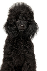 Black poodle puppy portrait - 749571528