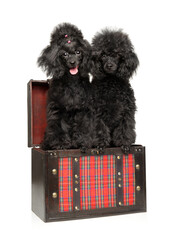 Black poodle puppies sitting together in a chest - 749571533